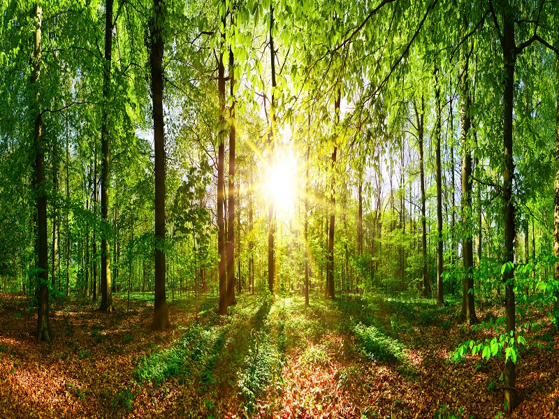 Foto Sonniger Wald